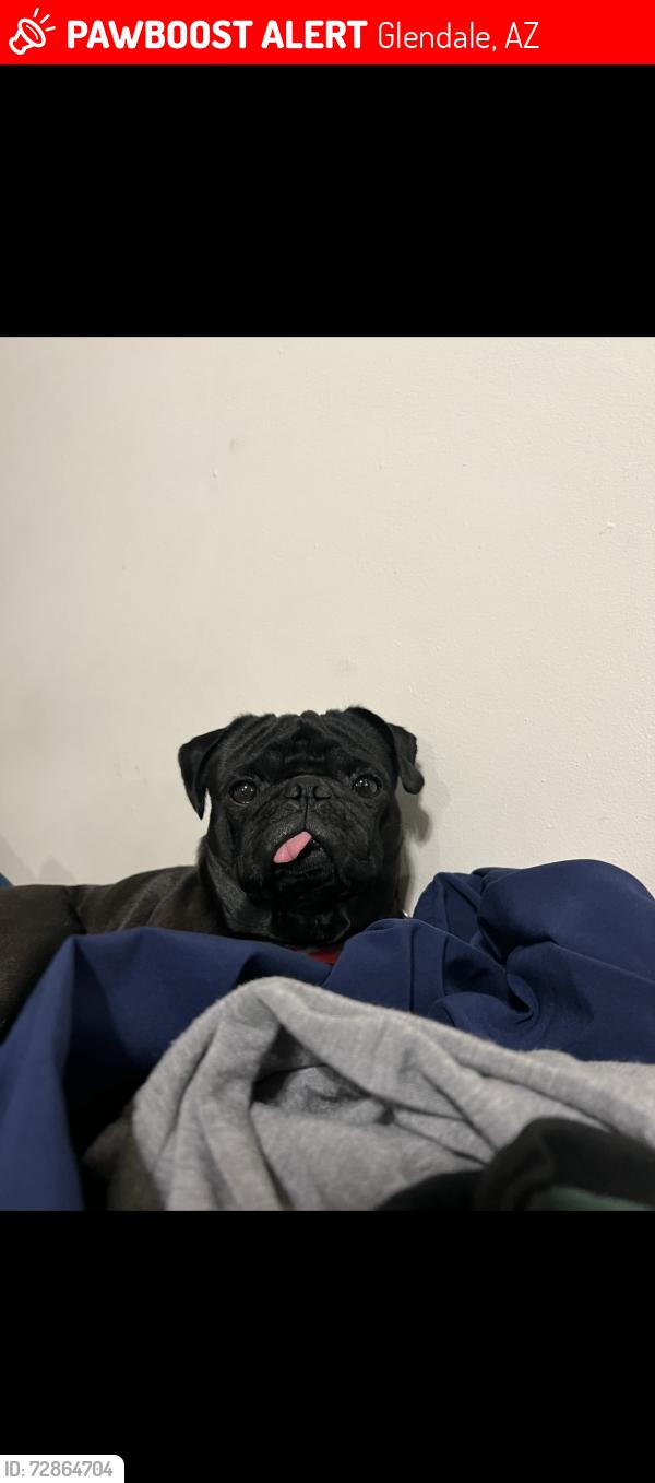 Lost Male Dog last seen 69th Ave And Oregon, Glendale, AZ 85303