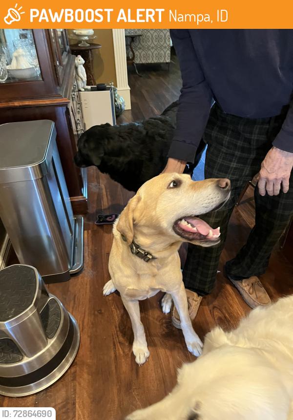 Found/Stray Male Dog last seen Sunnyridge, Nampa, ID 83687