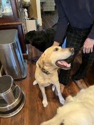 Found/Stray Male Dog last seen Sunnyridge, Nampa, ID 83687