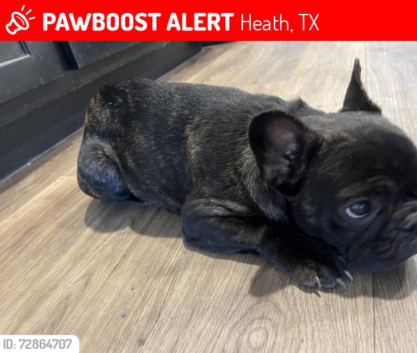 Lost Female Dog last seen Runnels ct, Heath, TX 75126