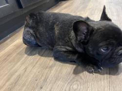 Lost Female Dog last seen Runnels ct, Heath, TX 75126