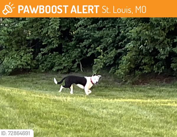 Found/Stray Unknown Dog last seen Villa Dorado and Casa Grande Dr. , St. Louis, MO 63146