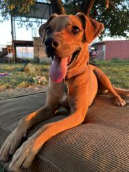 Lost Female Dog last seen Fox lane, Tuttle, OK 73089