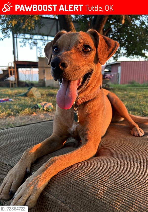 Lost Female Dog last seen Fox lane, Tuttle, OK 73089