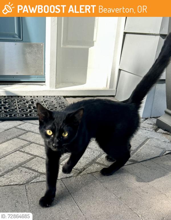 Found/Stray Male Cat last seen SW Mayfield & Walker Rd, Beaverton, OR 97005