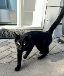 Found/Stray Male Cat last seen SW Mayfield & Walker Rd, Beaverton, OR 97005