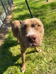 Shelter Stray Male Dog last seen Near BLOCK NW 4 ST, LAUDERHILL FL 33311, Davie, FL 33312