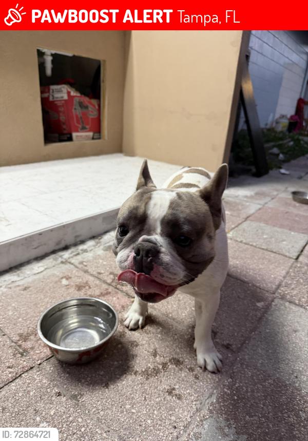 Lost Male Dog last seen Cresthill  6018 , Tampa, FL 33615
