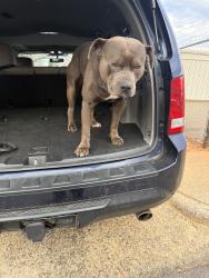 Lost Male Dog last seen West front st, Statesville, NC 28677