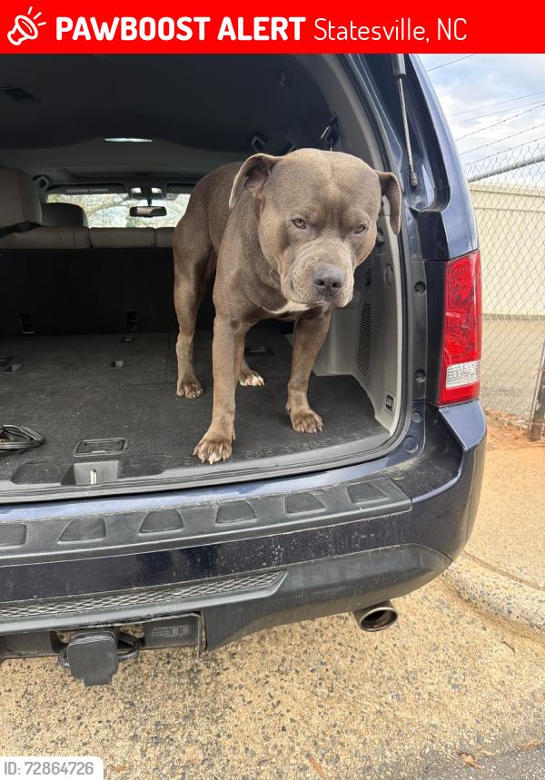 Lost Male Dog last seen West front st, Statesville, NC 28677