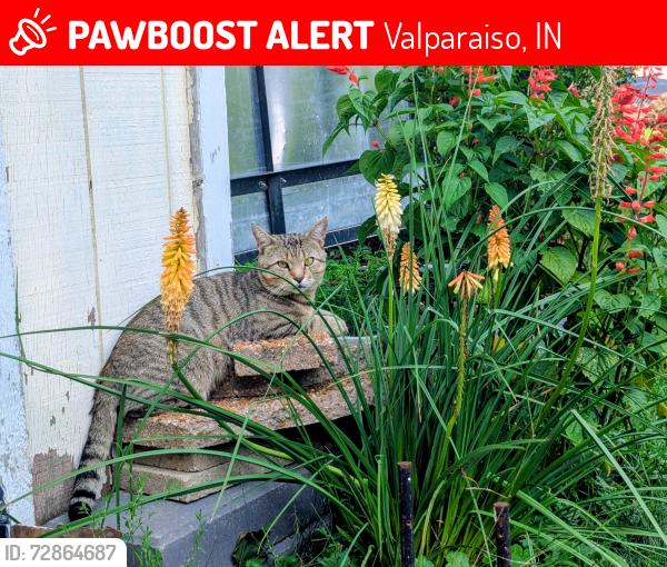 Lost Male Cat last seen Near W and 130, Valparaiso, IN 46385