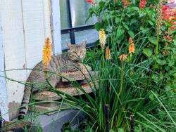 Lost Male Cat last seen Near W and 130, Valparaiso, IN 46385