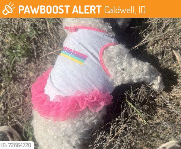 Found/Stray Female Dog last seen Dunning ests winery , Caldwell, ID 83605