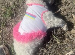 Found/Stray Female Dog last seen Dunning ests winery , Caldwell, ID 83605