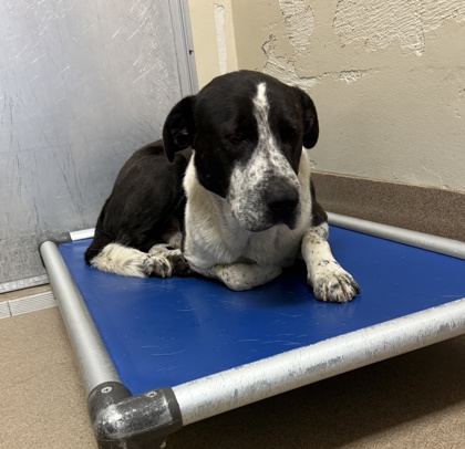 Shelter Stray Male Dog last seen Near Valley Green Rd, 30058, GA, Atlanta, GA 30341
