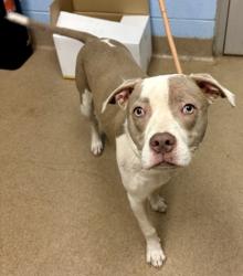 Shelter Stray Female Dog last seen Near Cloverleaf Dr SE Atlanta, GA 30316, 30316, GA, Atlanta, GA 30341