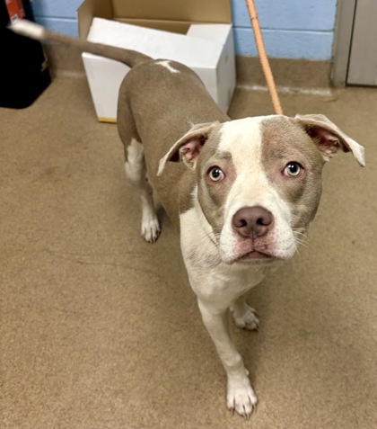 Shelter Stray Female Dog last seen Near Cloverleaf Dr SE Atlanta, GA 30316, 30316, GA, Atlanta, GA 30341