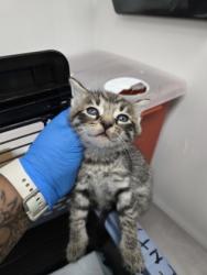 Shelter Stray Male Cat last seen Oakland, CA 94608, Oakland, CA 94601