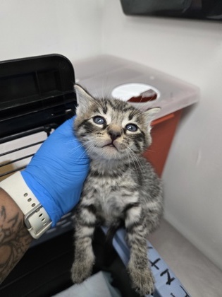 Shelter Stray Male Cat last seen Oakland, CA 94608, Oakland, CA 94601