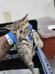 Shelter Stray Female Cat last seen Oakland, CA 94608, Oakland, CA 94601