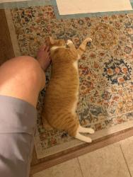 Lost Male Cat last seen Wrestler Lake, Wolcottville, IN 46795
