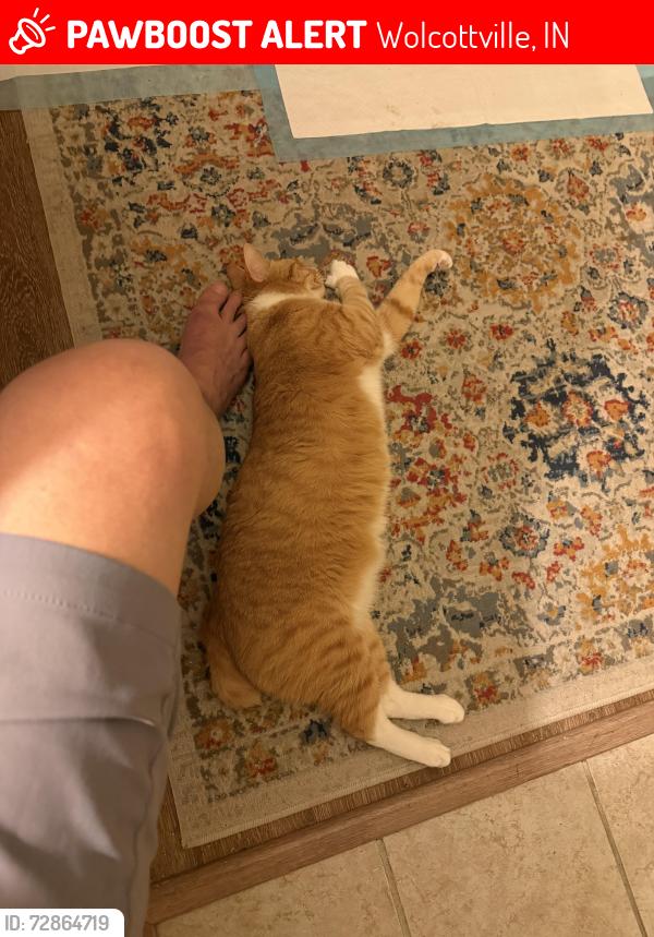Lost Male Cat last seen Wrestler Lake, Wolcottville, IN 46795