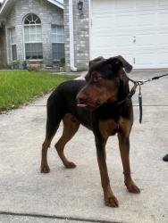 Reunited Male Dog last seen pembroke / babcock, San Antonio, TX 78240