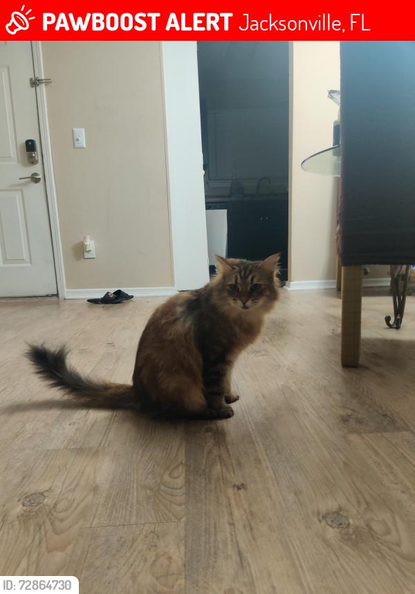 Lost Male Cat last seen Hodges and Atlantic Blvd , Jacksonville, FL 32224