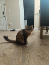 Lost Male Cat last seen Hodges and Atlantic Blvd , Jacksonville, FL 32224