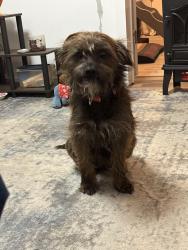 Lost Male Dog last seen The old Air Force base , Rome, NY 13441