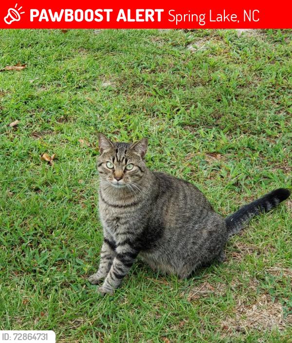 Lost Male Cat last seen Overhills Rd and Marthas Lane , Spring Lake, NC 28390