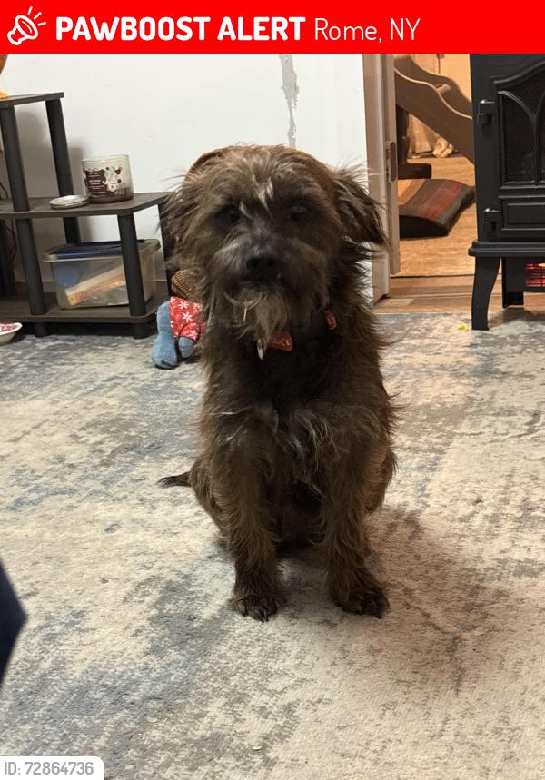 Lost Male Dog last seen The old Air Force base , Rome, NY 13441