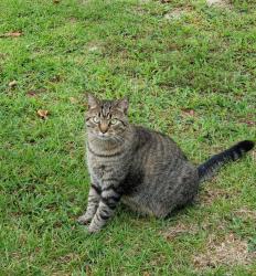 Lost Male Cat last seen Overhills Rd and Marthas Lane , Spring Lake, NC 28390