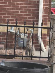Found/Stray Unknown Cat last seen Pierce and Louisiana , Lakewood, CO 80232