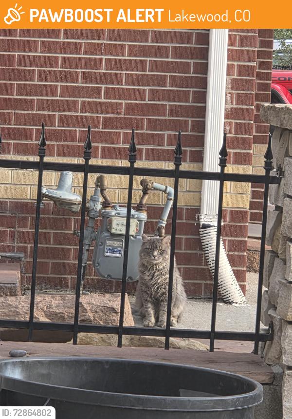 Found/Stray Unknown Cat last seen Pierce and Louisiana , Lakewood, CO 80232