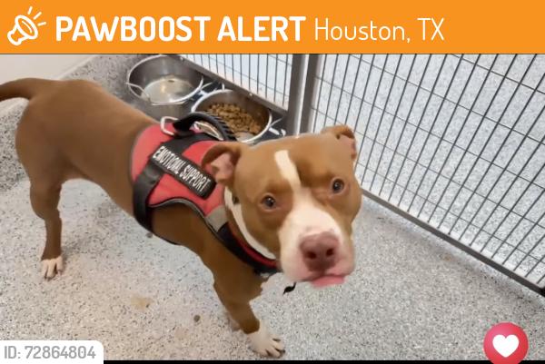 Found/Stray Male Dog last seen No idea - picked up by animal control, Houston, TX 77090