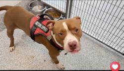 Found/Stray Male Dog last seen No idea - picked up by animal control, Houston, TX 77090