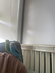 Lost Male Bird last seen Chester Ave and Preston Ave- Elgin IL , Elgin, IL 60120