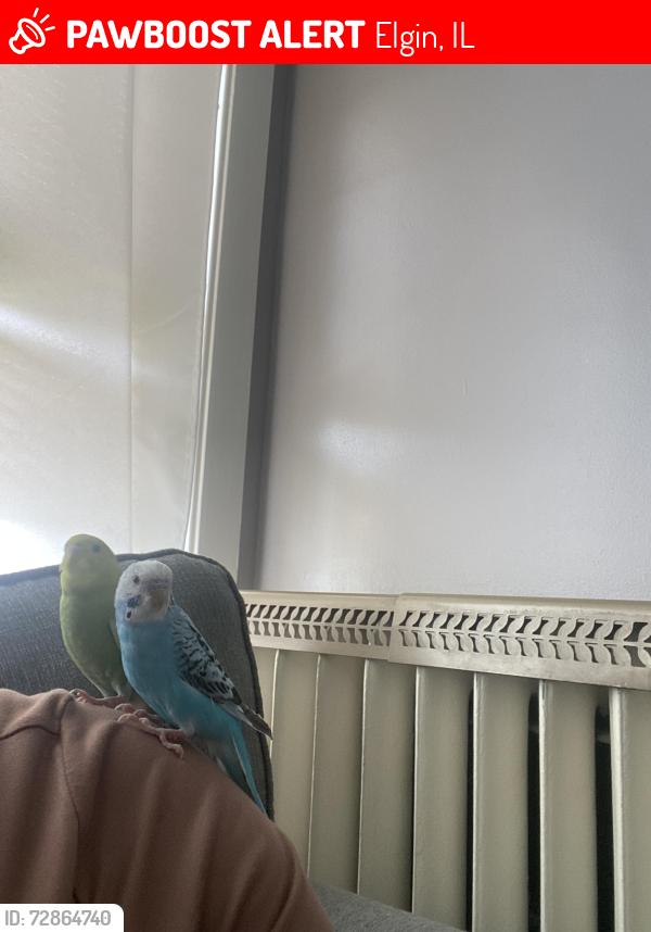 Lost Male Bird last seen Chester Ave and Preston Ave- Elgin IL , Elgin, IL 60120