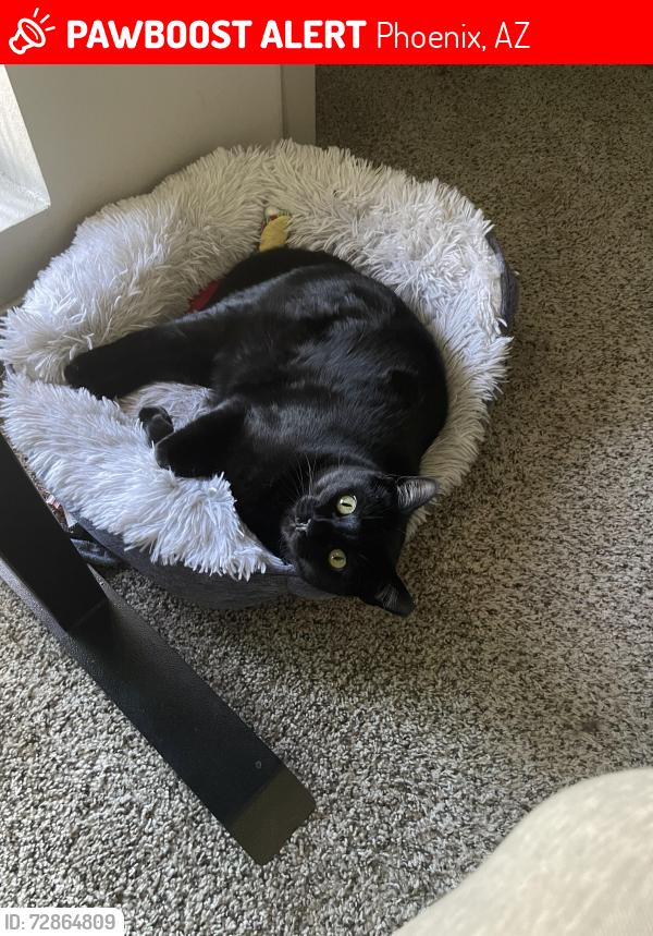 Lost Female Cat last seen Near N Black Canyon Highway, Phoenix, AZ 85085