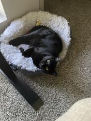 Lost Female Cat last seen Near N Black Canyon Highway, Phoenix, AZ 85085