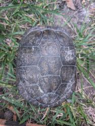 Found/Stray Unknown Reptile last seen Walnut Grove & Westcliff in Canyon ests , Mission Viejo, CA 92692