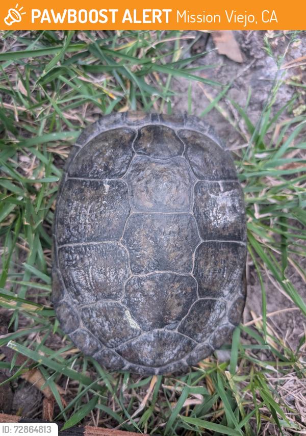 Found/Stray Unknown Reptile last seen Walnut Grove & Westcliff in Canyon ests , Mission Viejo, CA 92692