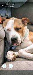 Lost Female Dog last seen Palmetto st, Pacifica, CA 94044