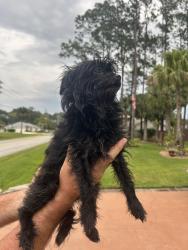 Reunited Female Dog last seen Burroughs Dr, Palm Coast, FL 32137