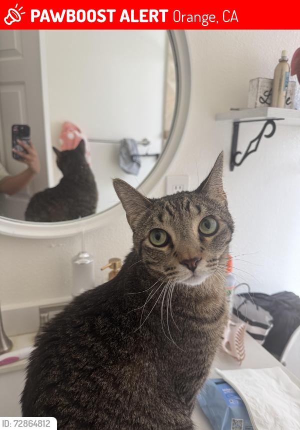 Lost Male Cat last seen Chapman Ave and Esplanade ST, Orange, CA 92869