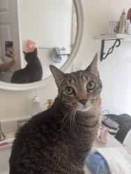Lost Male Cat last seen Chapman Ave and Esplanade ST, Orange, CA 92869