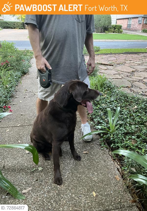 Found/Stray Male Dog last seen Oakmont & Castle Creek Dr, Fort Worth, TX 76132