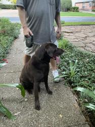Found/Stray Male Dog last seen Oakmont & Castle Creek Dr, Fort Worth, TX 76132