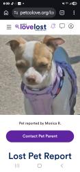Lost Female Dog last seen Apaloosa and kirnwood dallas TX 75237, Dallas, TX 75237